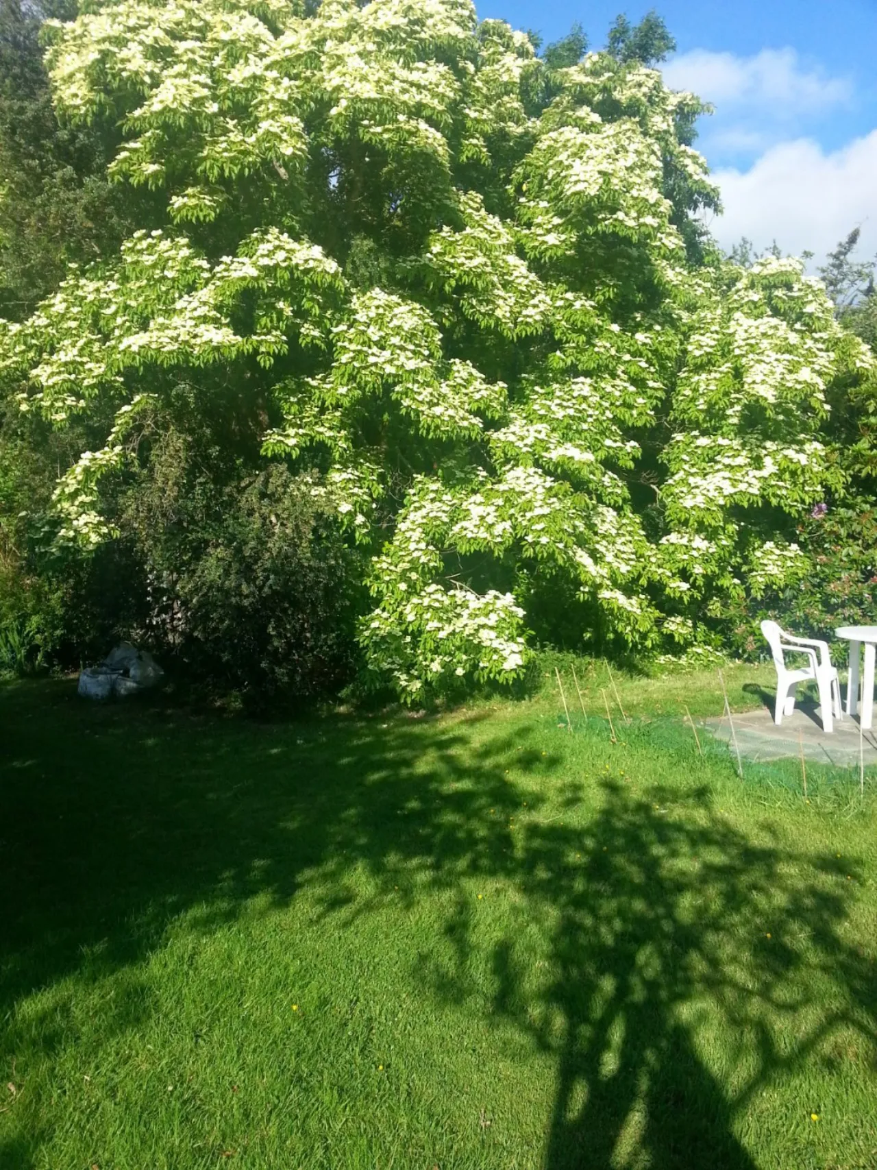 Photo of Papion, Erskine Avenue, The Burnaby, Greystones, Co Wicklow, A63 AV88