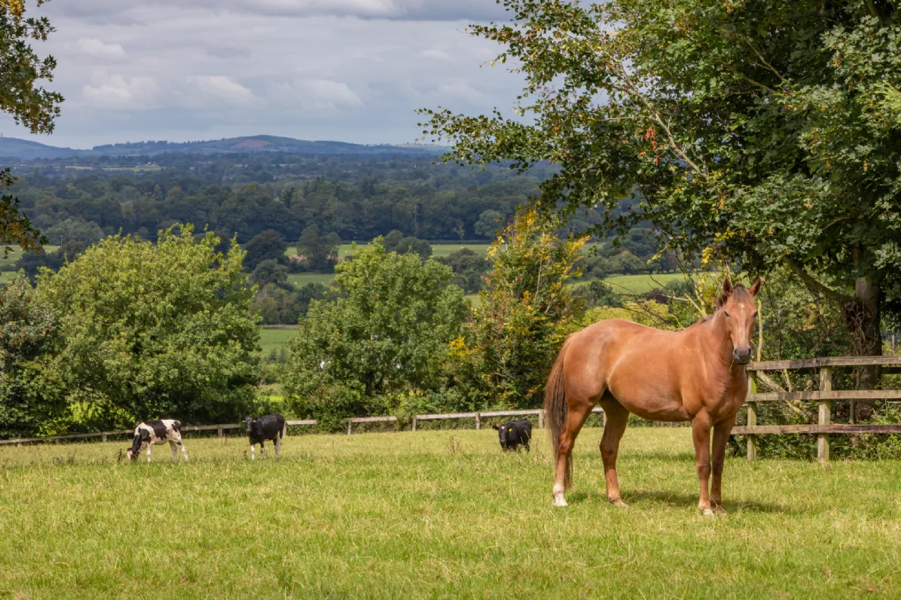 Photo of Beaconhill, On Approx 15.7 Ha 38.77 Acres, Kennycourt, Brannockstown, Co Kildare, W91 Y303